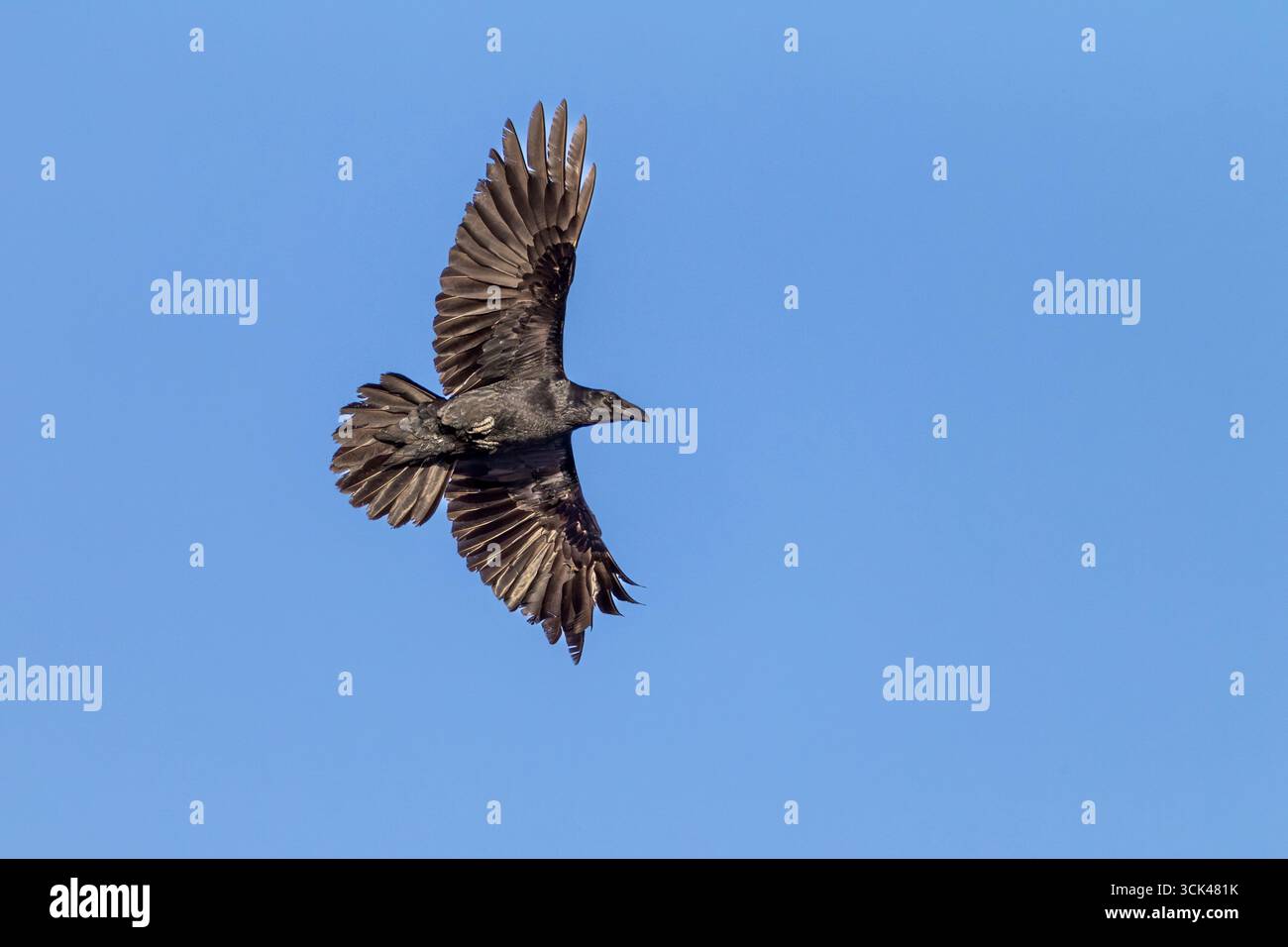Corbeau commun (Corvus corax) en vol, vu contre un ciel bleu Banque D'Images