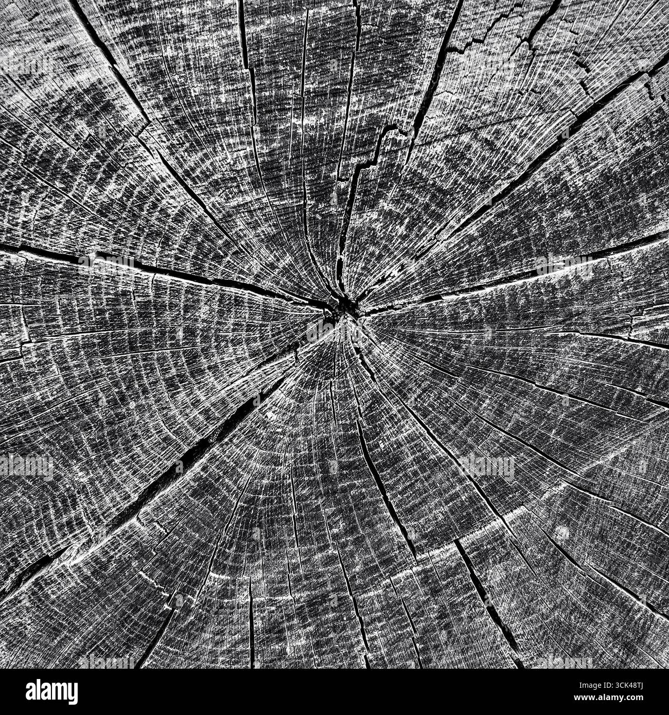 L'assaisonnement se divise dans le grain d'extrémité du tronc de chêne. Banque D'Images