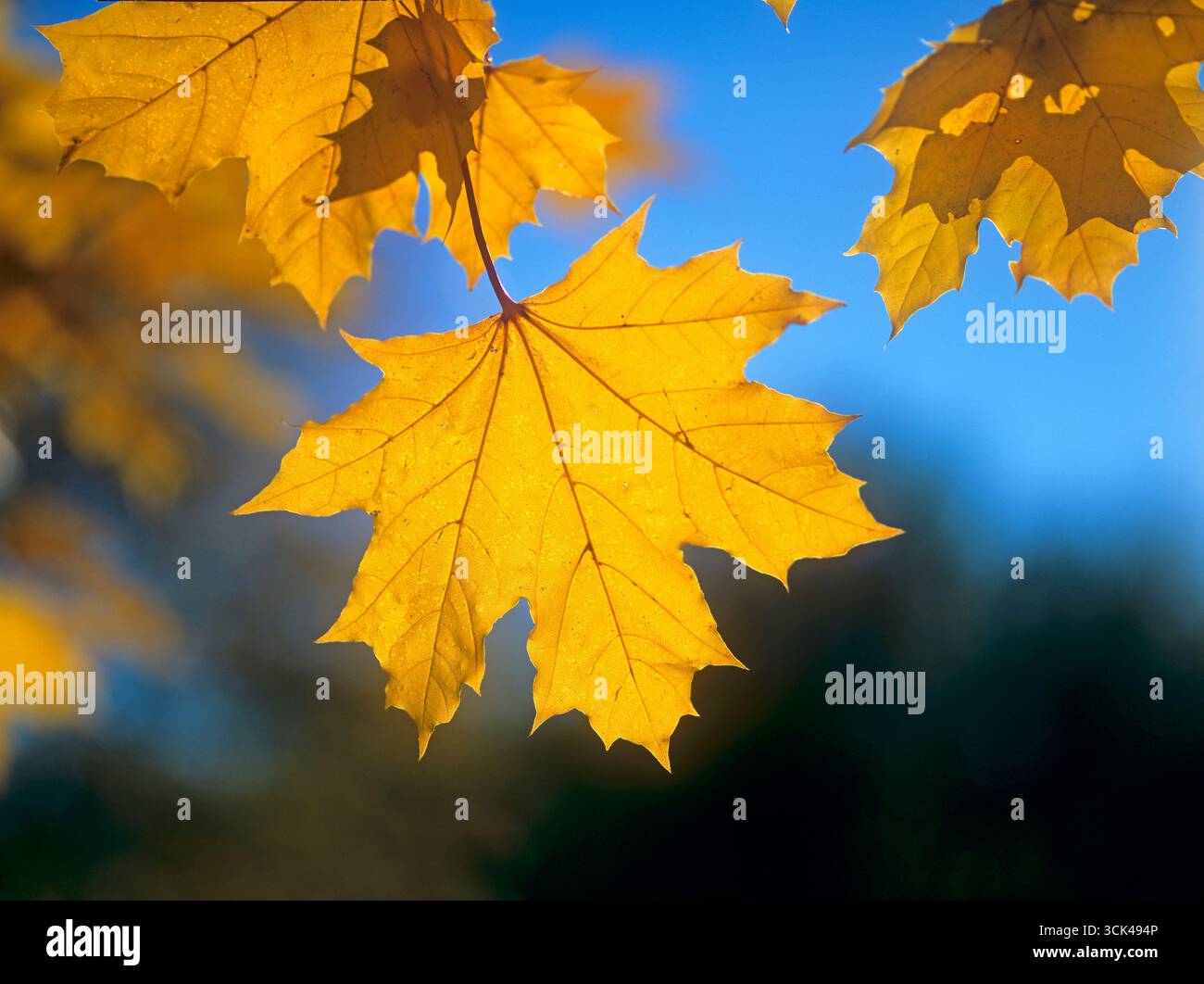 Érable de Norvège (Acer platanoides). Feuilles en automne. Allemagne Banque D'Images