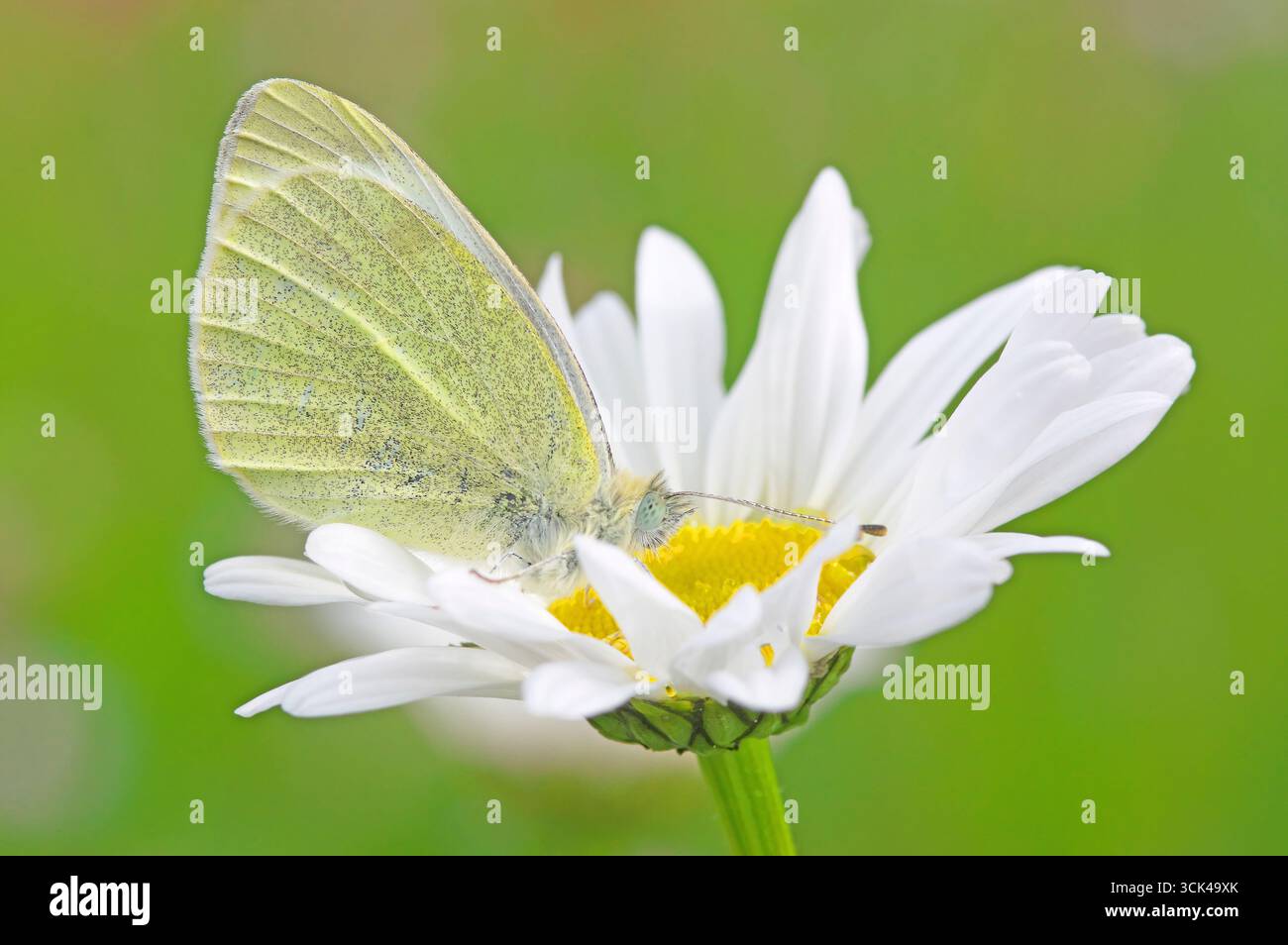 Petit blanc, papillon de chou (Pieris rapae). Papillon est assis avec des ailes fermées sur une fleur de Marguerite. Allemagne Banque D'Images