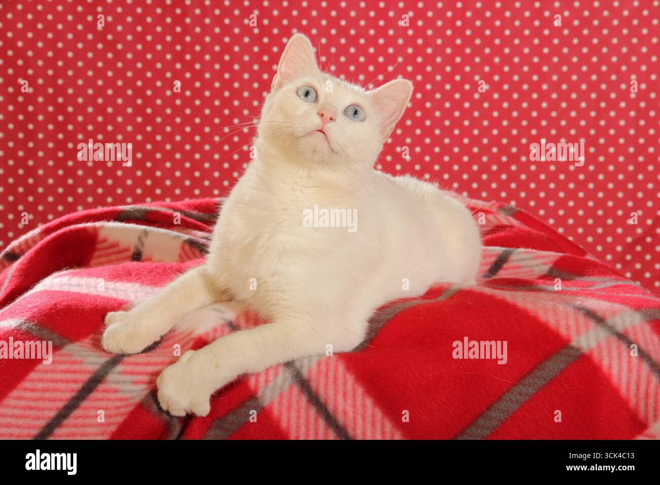 Chat domestique. Adulte blanc allongé sur une couverture à carreaux rouge, levant la tête. Espagne Banque D'Images