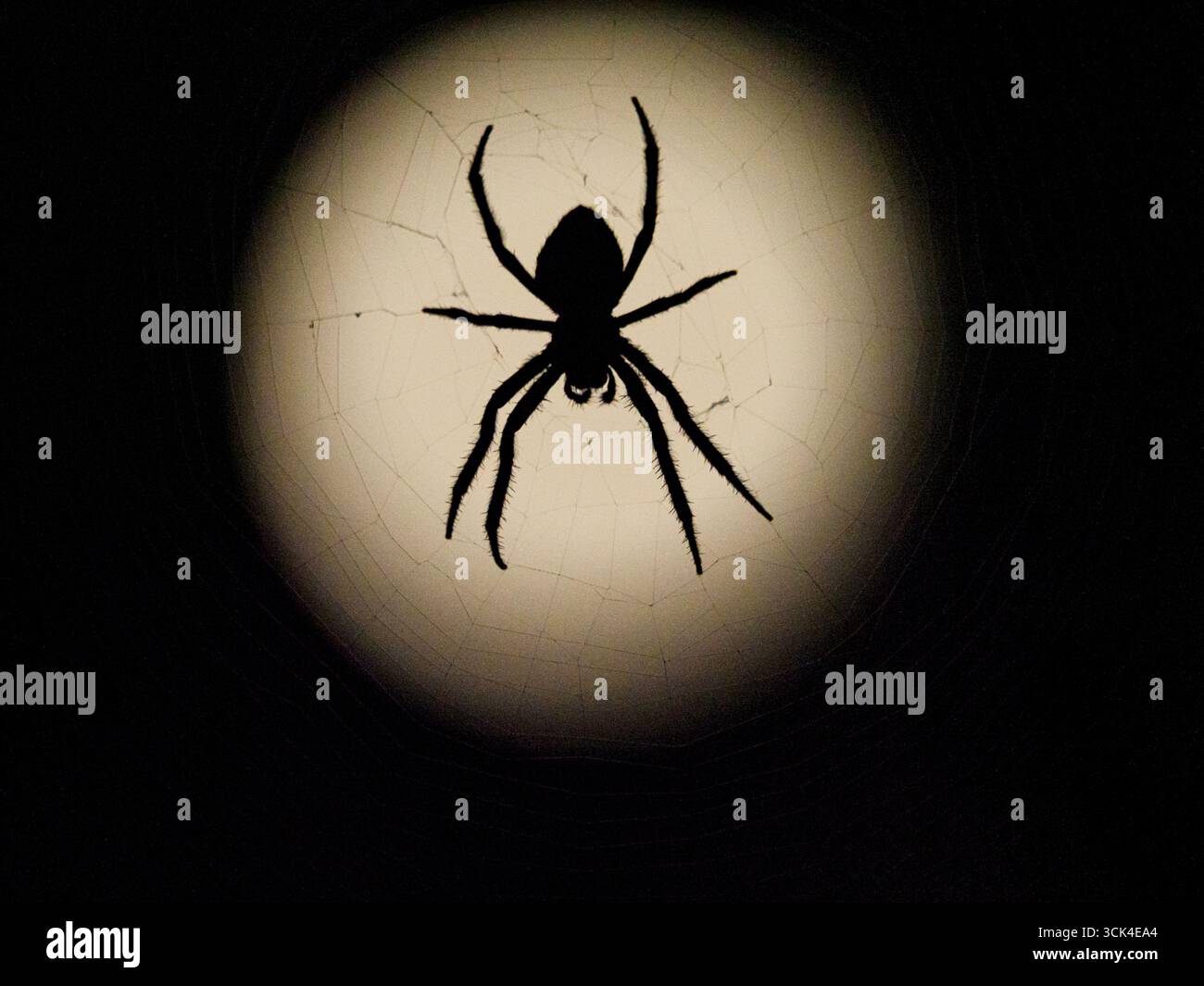 Grande araignée en toile silhouette contre la pleine lune Banque D'Images