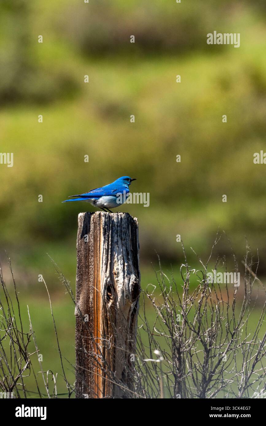 Bluebird perché sur un poteau en bois sur Camas Prairie Banque D'Images