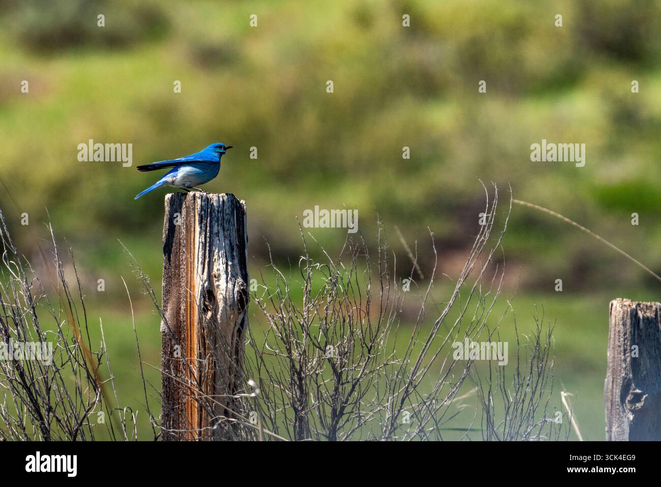 Bluebird perché sur un poteau en bois sur Camas Prairie Banque D'Images