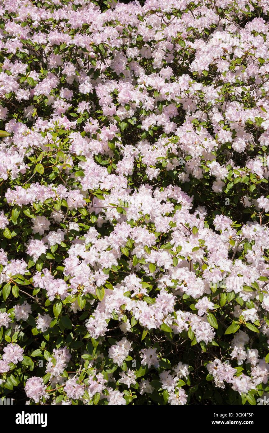 Close up of white et floraison mauve - Azalea Rhododendron arbuste au printemps Banque D'Images