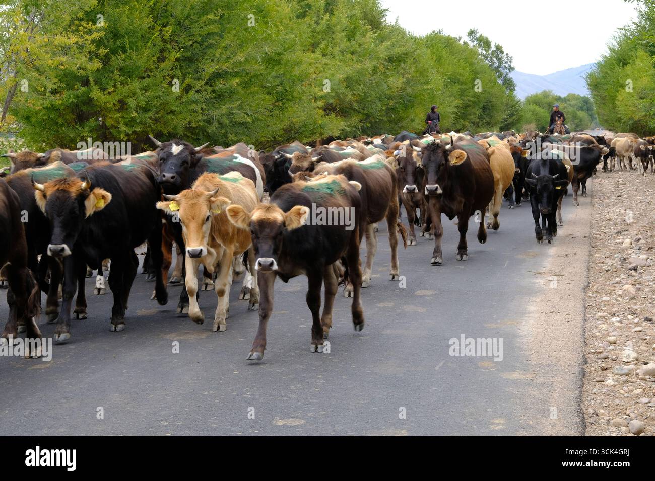 Bétail conduit le long d'une route goudronnée au Kirghizistan par deux cavaliers. Banque D'Images