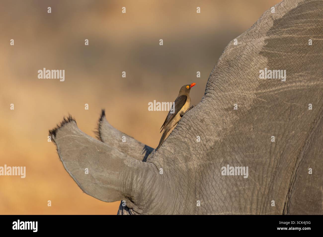 Un pic à bec rouge monte un rhinocéros blanc - assis sur la tête du grand mammifère - Nationalpark Area, Afrique australe. Banque D'Images