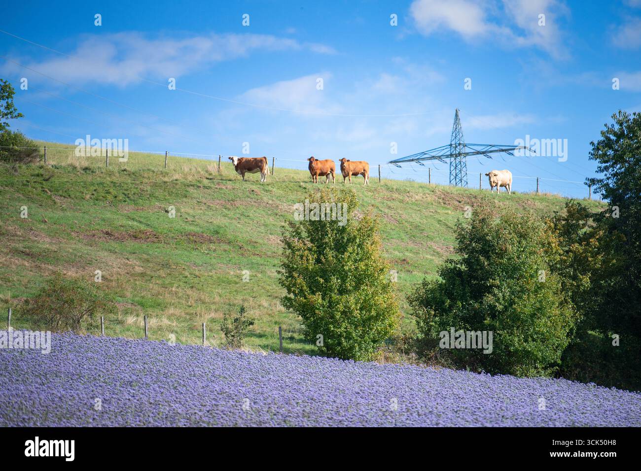 Vaches pâturant sur les pâturages en Allemagne, espèce appropriée élevage animal, prairie agricole avec Phacelia tanacetifolia fleurs Banque D'Images