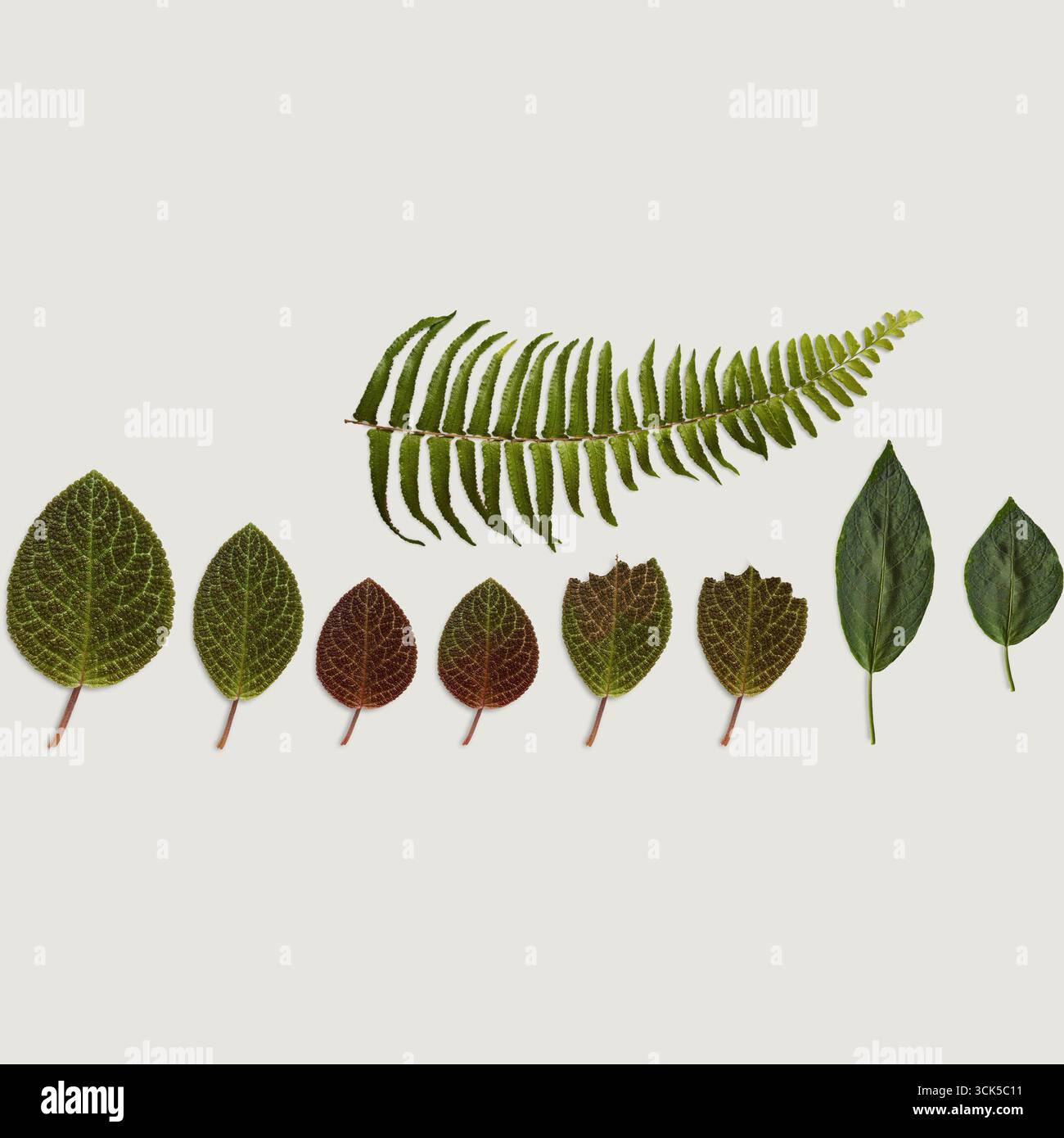 Une collection de différentes feuilles disposées en ligne, présentant différentes formes et tailles pour l'étude botanique. Banque D'Images