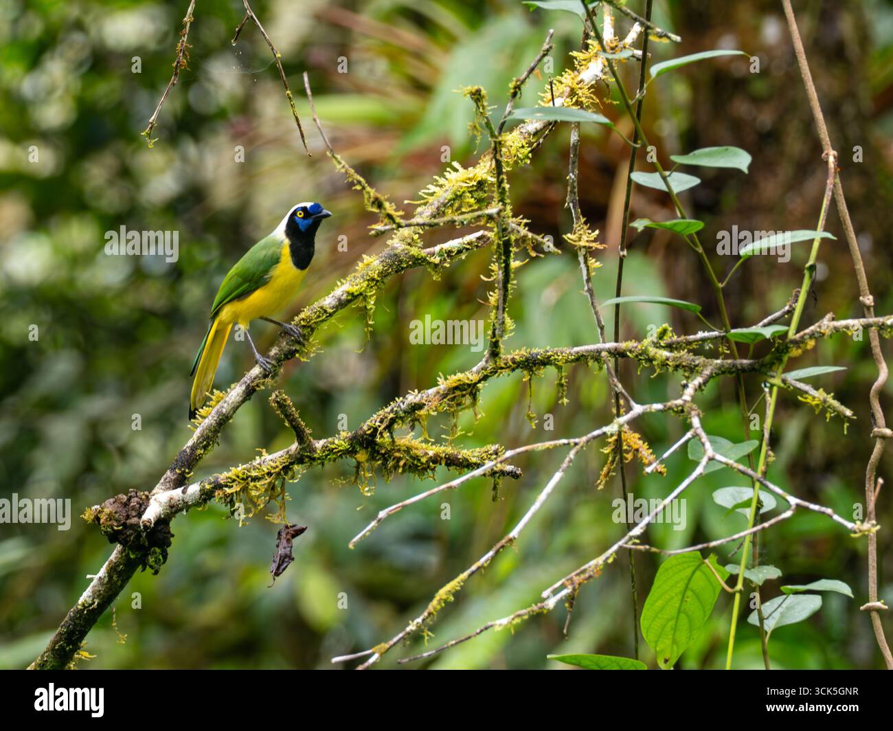 Vert Jay, Cyanocorax luxuosus, dans la forêt du parc national de Podocarpus, Zamora, Équateur Banque D'Images