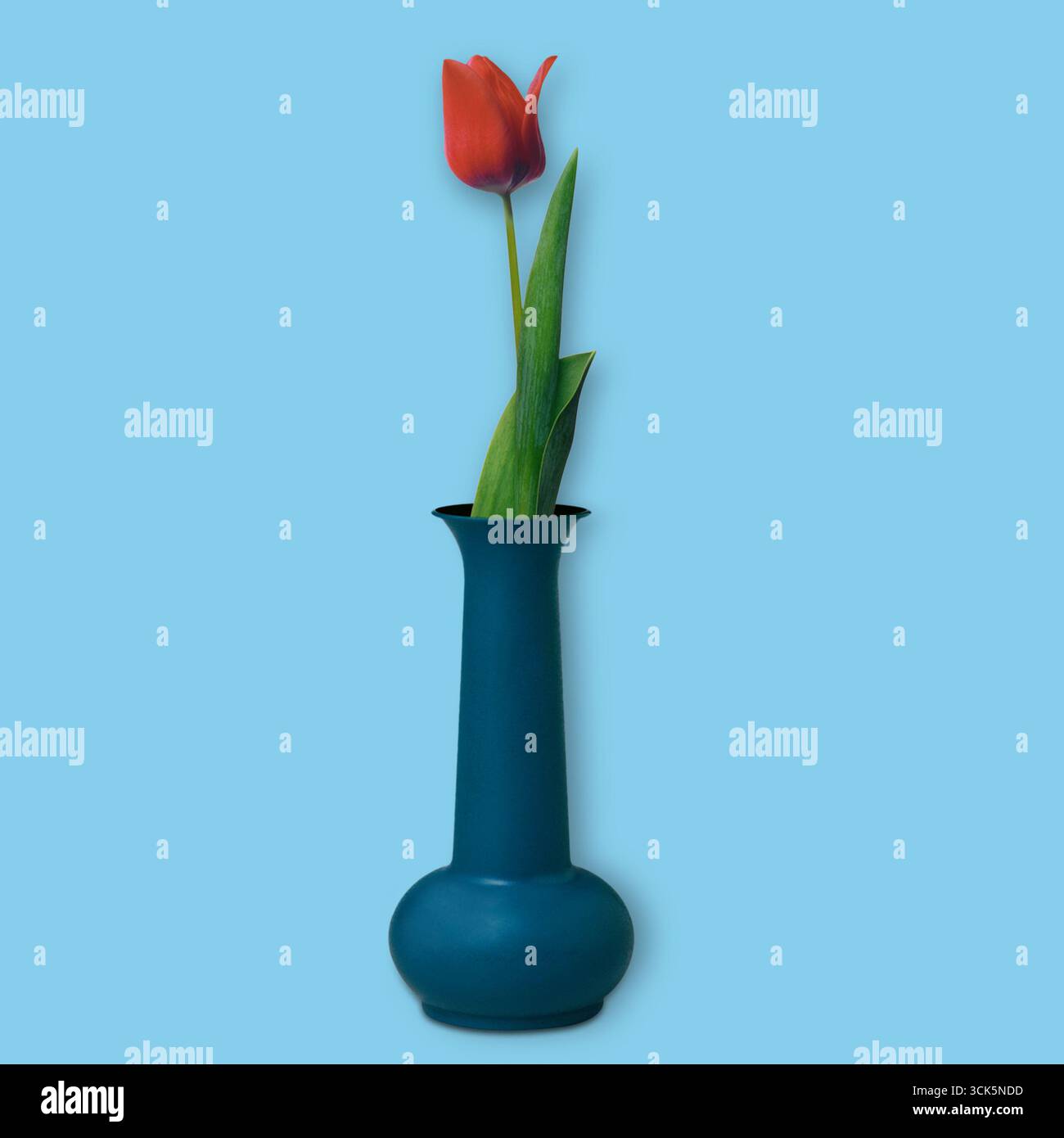 Un vase bleu simple tient une tulipe rouge unique, ajoutant une touche d'élégance et de nature à n'importe quel espace. Banque D'Images