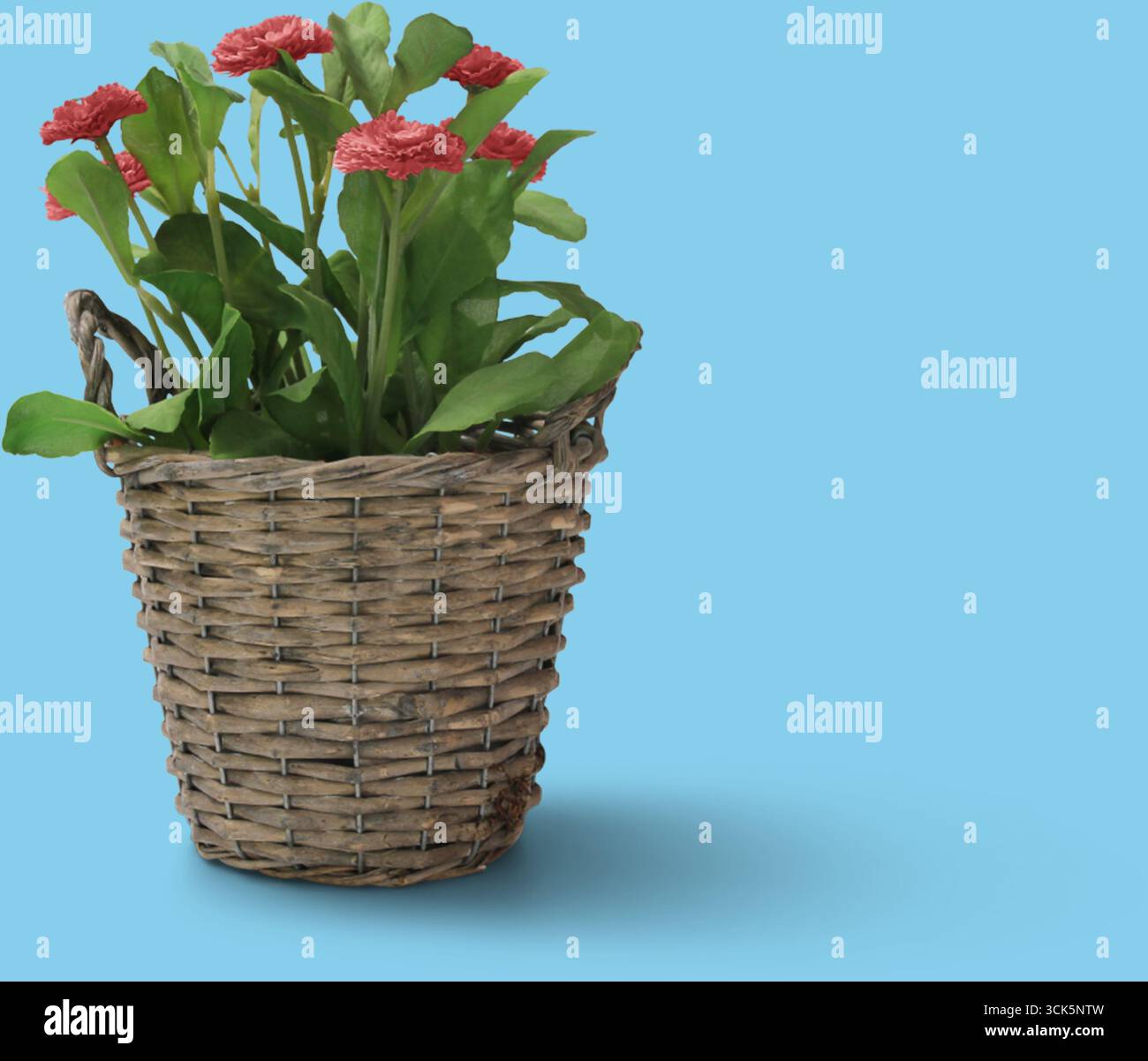 Un panier tissé rempli de fleurs rouges vibrantes, ajoutant une touche de nature et de couleur à n'importe quel cadre. Banque D'Images