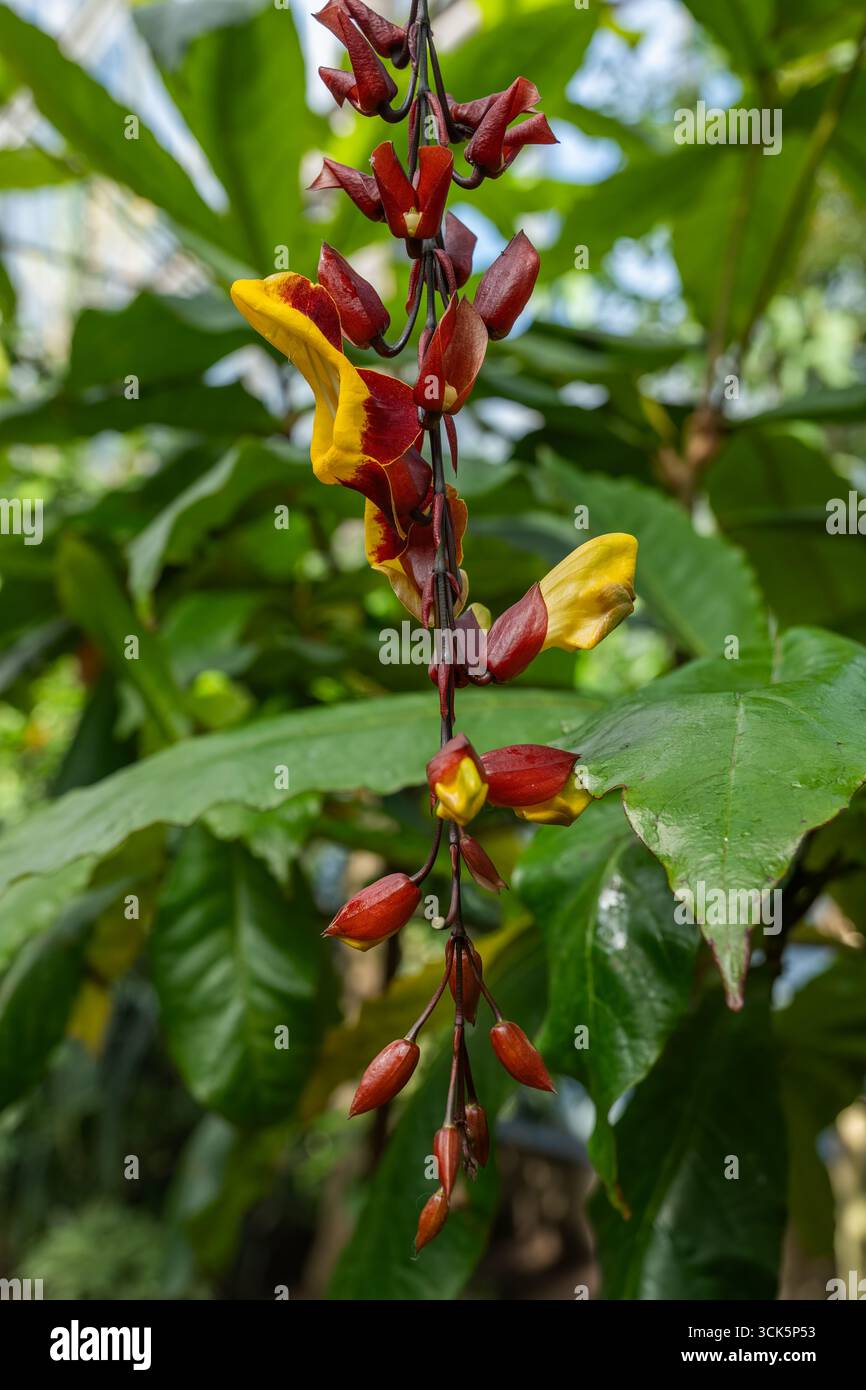 Mysore Trumpetvine (Thunbergia mysorensis) fleurs - indien ou Mysore horloge vigne, chaussures de poupée, brique et beurre vigne, plante tropicale à fleurs dans le Banque D'Images Mysore Trumpetvine (Thunbergia mysorensis) fleurs - indien ou Mysore horloge vigne, chaussures de poupée, brique et beurre vigne, plante tropicale à fleurs dans le Banque D'Images