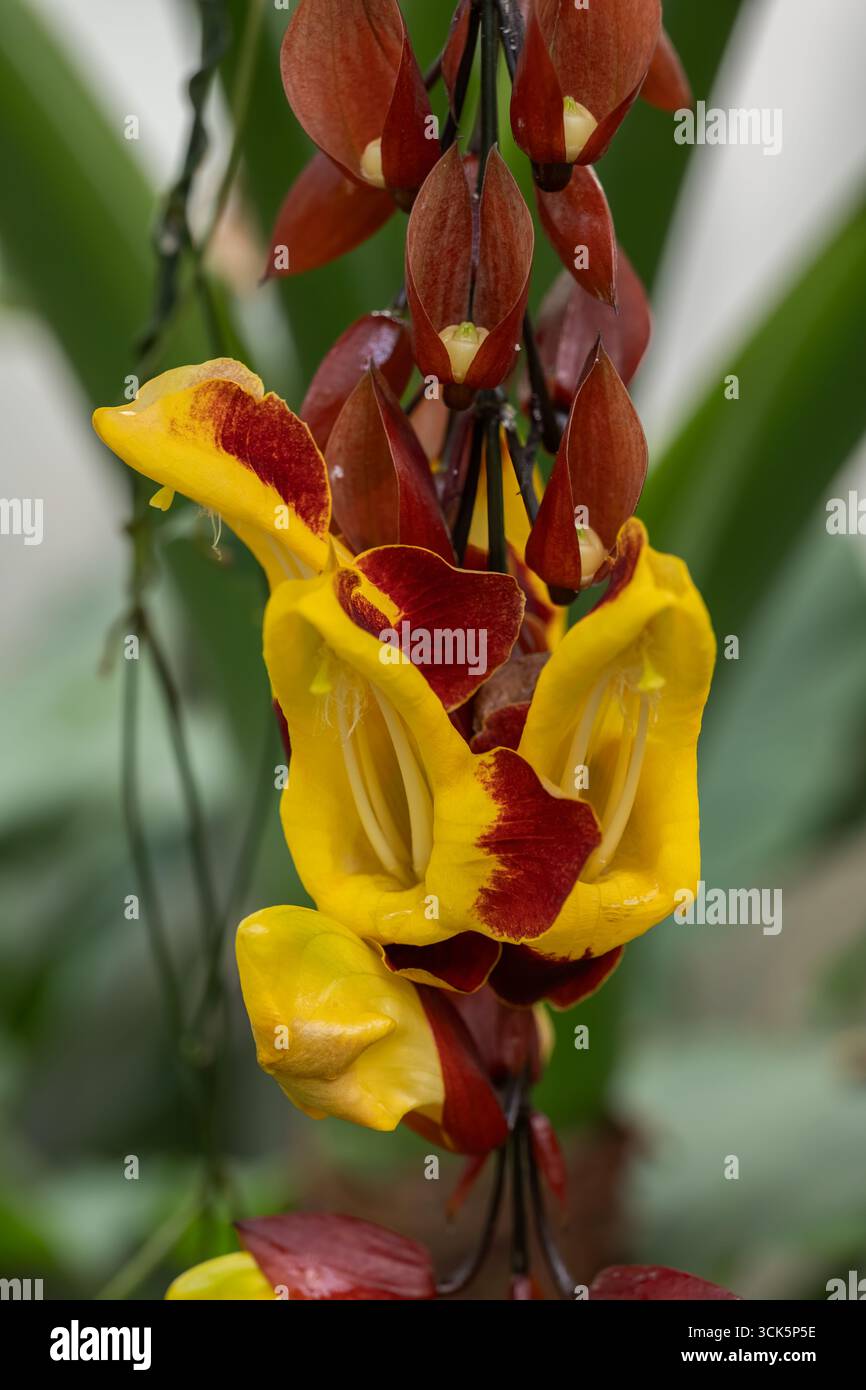 Fleurs de Mysore Trumpetvine (Thunbergia mysorensis) - vigne indienne ou Mysore horloge, chaussures de poupée, brique et vigne de beurre, plante tropicale à fleurs en t Banque D'Images Fleurs de Mysore Trumpetvine (Thunbergia mysorensis) - vigne indienne ou Mysore horloge, chaussures de poupée, brique et vigne de beurre, plante tropicale à fleurs en t Banque D'Images
