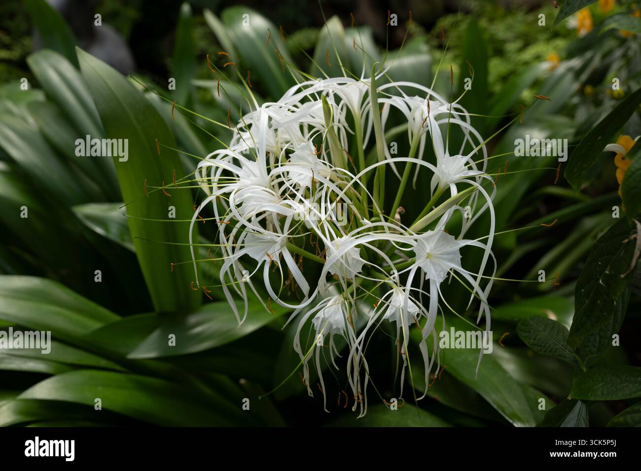 L'araignée à teinte verte (Hymenocallis speciosa), plante vivace de la famille des Amaryllidaceae, originaire des îles du vent, dans le caribou de l'est Banque D'Images