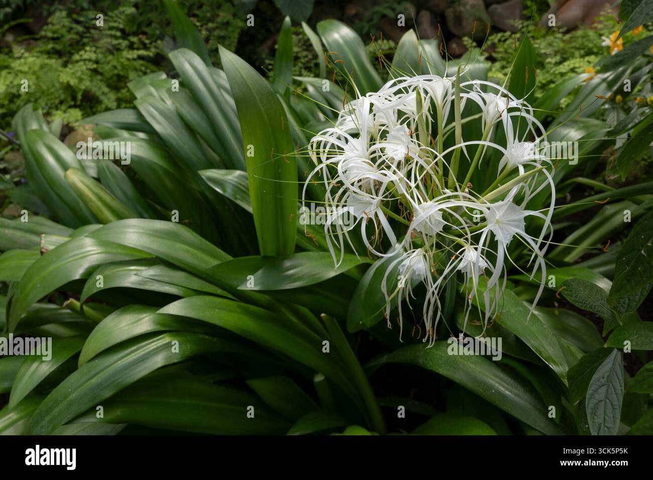L'araignée à teinte verte (Hymenocallis speciosa), plante vivace de la famille des Amaryllidaceae, originaire des îles du vent, dans le caribou de l'est Banque D'Images