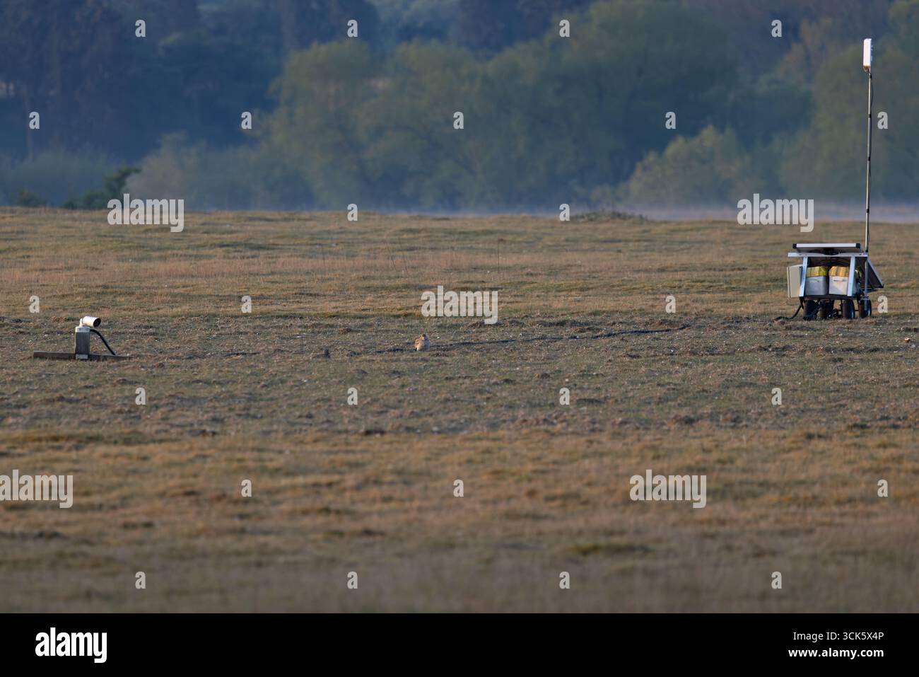 Pierre-Curlew eurasien (Burhinus oedicnemus) avec webcam caméra Weeting Heath Norfolk avril 2025 Banque D'Images