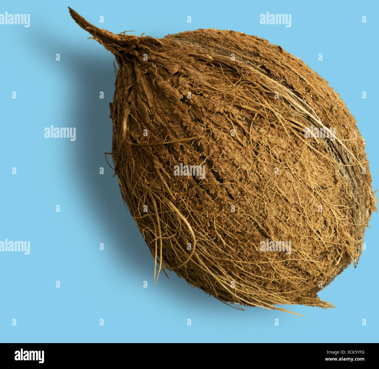 Une coque de noix de coco brune texturée mettant en valeur ses fibres naturelles et sa forme. Banque D'Images