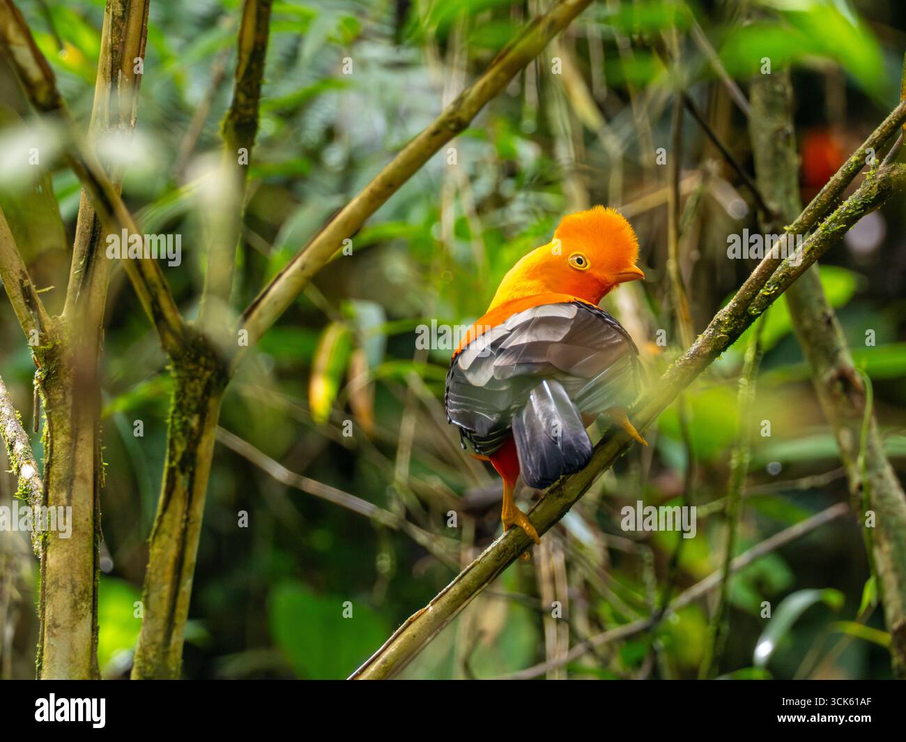 Coq andin du rocher, Rupicola peruvianus, un oiseau spectaculaire dans la forêt nuageuse de l'Équateur Banque D'Images