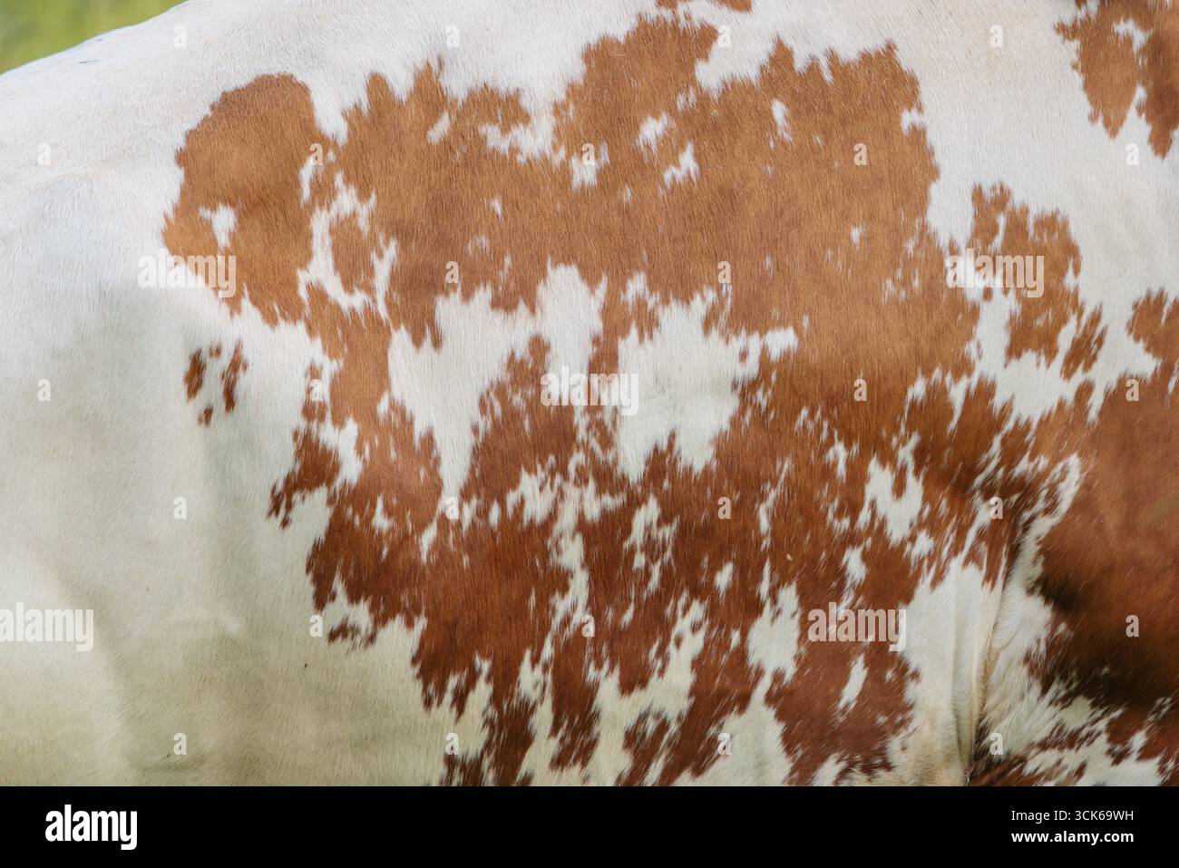 Motifs de vache. Un frison Holstein montre son motif de fourrure. Vallée de l'ENG, Autriche Banque D'Images