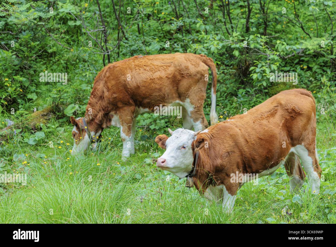 Bétail Holstein-Friesian pâturant sur un pâturage de montagne en terrain escarpé. ENG Valley, Autriche Banque D'Images