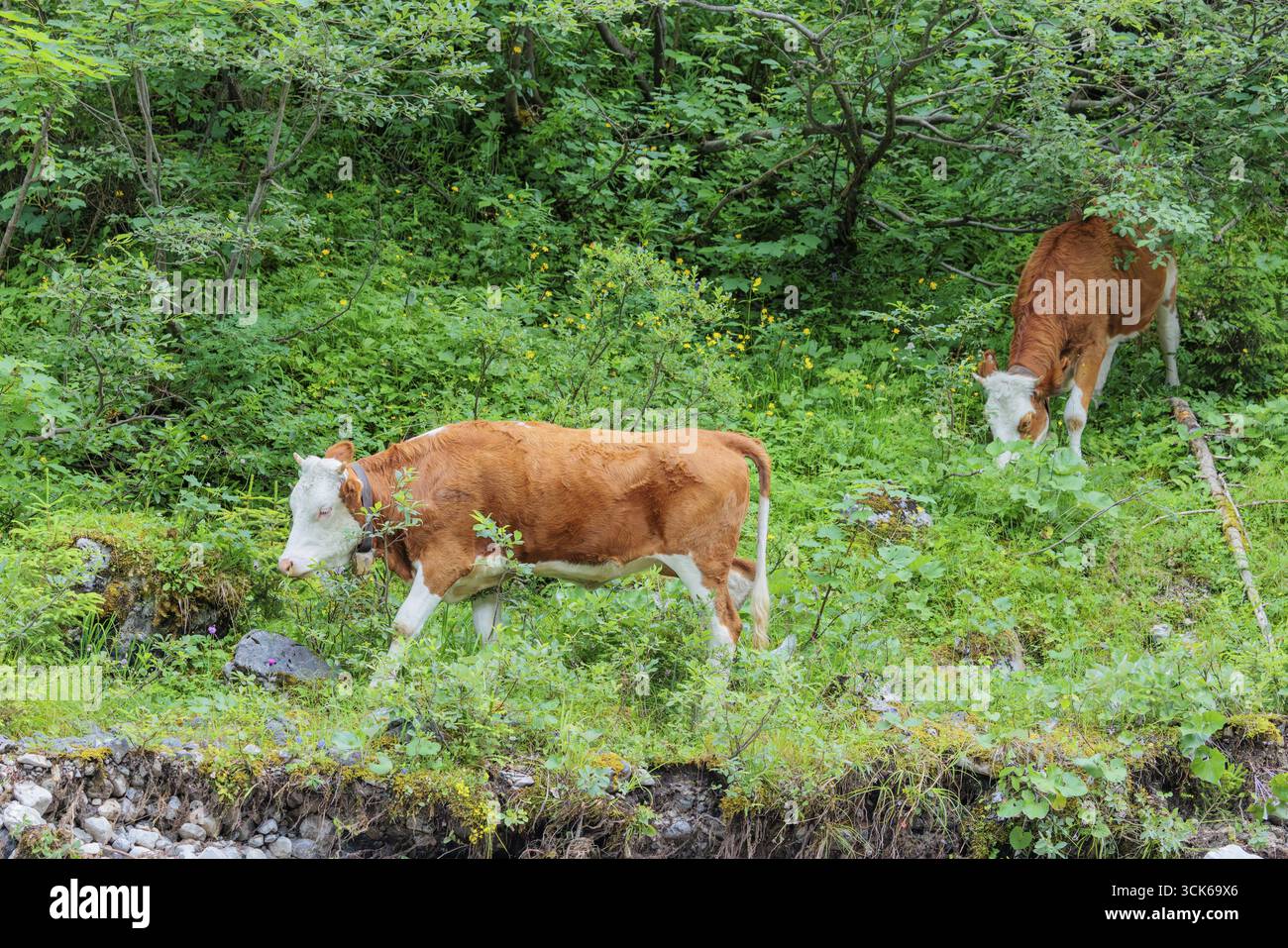 Bétail Holstein-Friesian pâturant sur un pâturage de montagne en terrain escarpé. ENG Valley, Autriche Banque D'Images