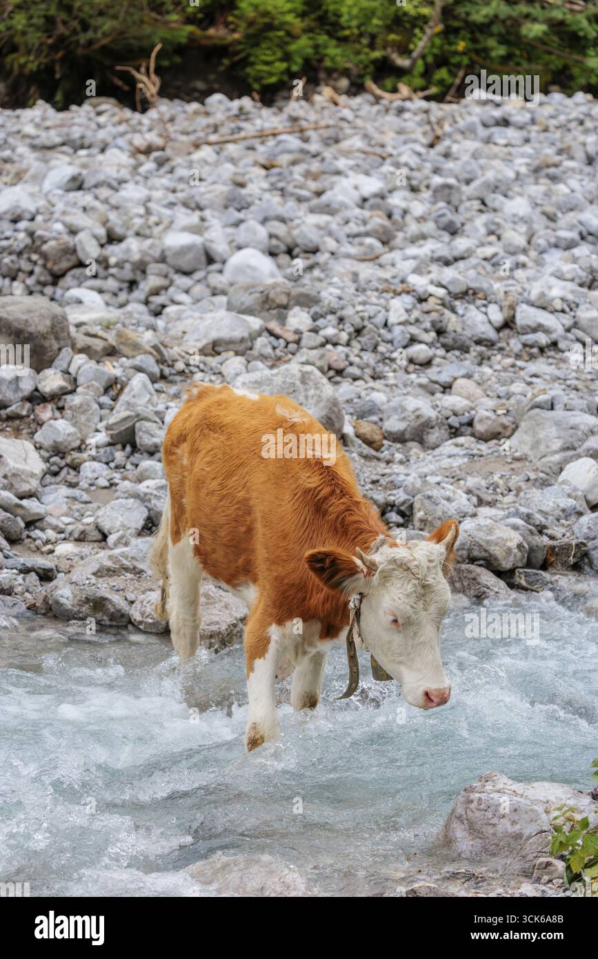Bétail frison Holstein traversant un ruisseau sur un pâturage alpin. Vallée de l'ENG, Autriche Banque D'Images