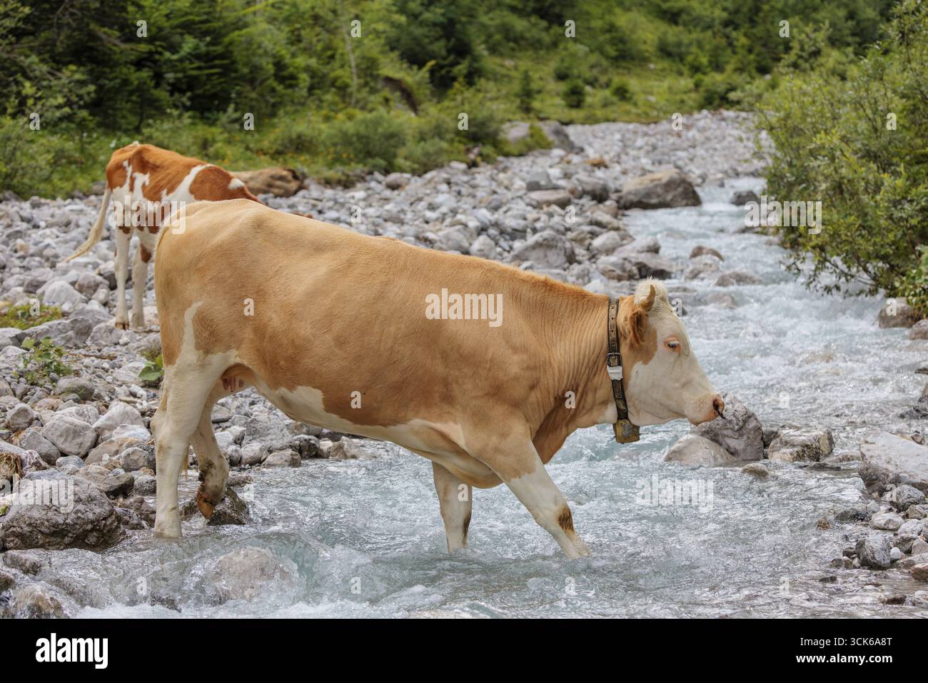 Bétail frison Holstein traversant un ruisseau sur un pâturage alpin. Vallée de l'ENG, Autriche Banque D'Images