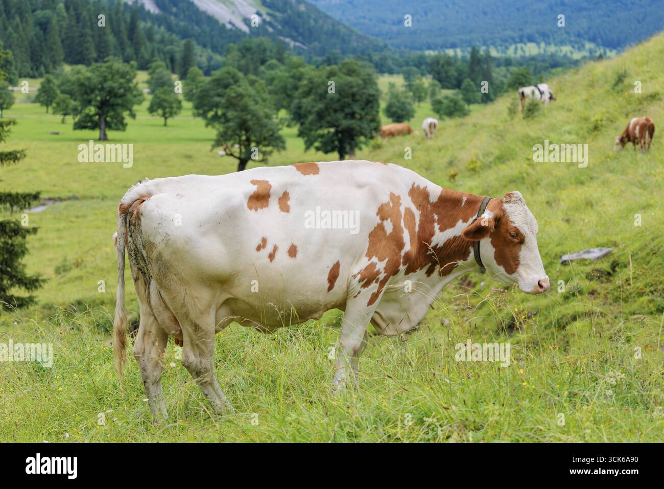 Une vache Holstein-Friesian pèle sur un pâturage de montagne verdoyant dans la vallée de l'Eng, en Autriche Banque D'Images