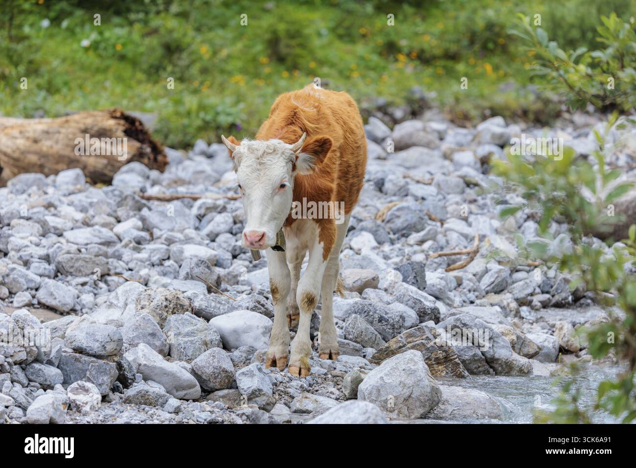 Bétail frison Holstein traversant un ruisseau sur un pâturage alpin. Vallée de l'ENG, Autriche Banque D'Images