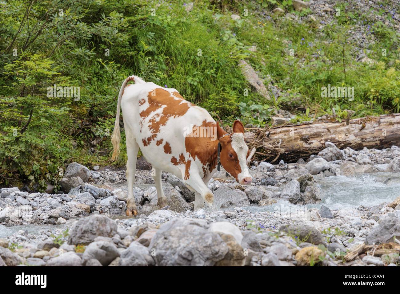 Bétail frison Holstein traversant un ruisseau sur un pâturage alpin. Vallée de l'ENG, Autriche Banque D'Images