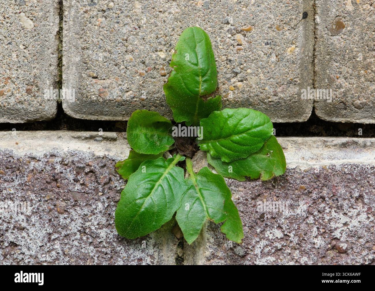 Herbe de pissenlit Taraxacum officinale plante poussant à travers des pierres de pavé de jardin. Banque D'Images