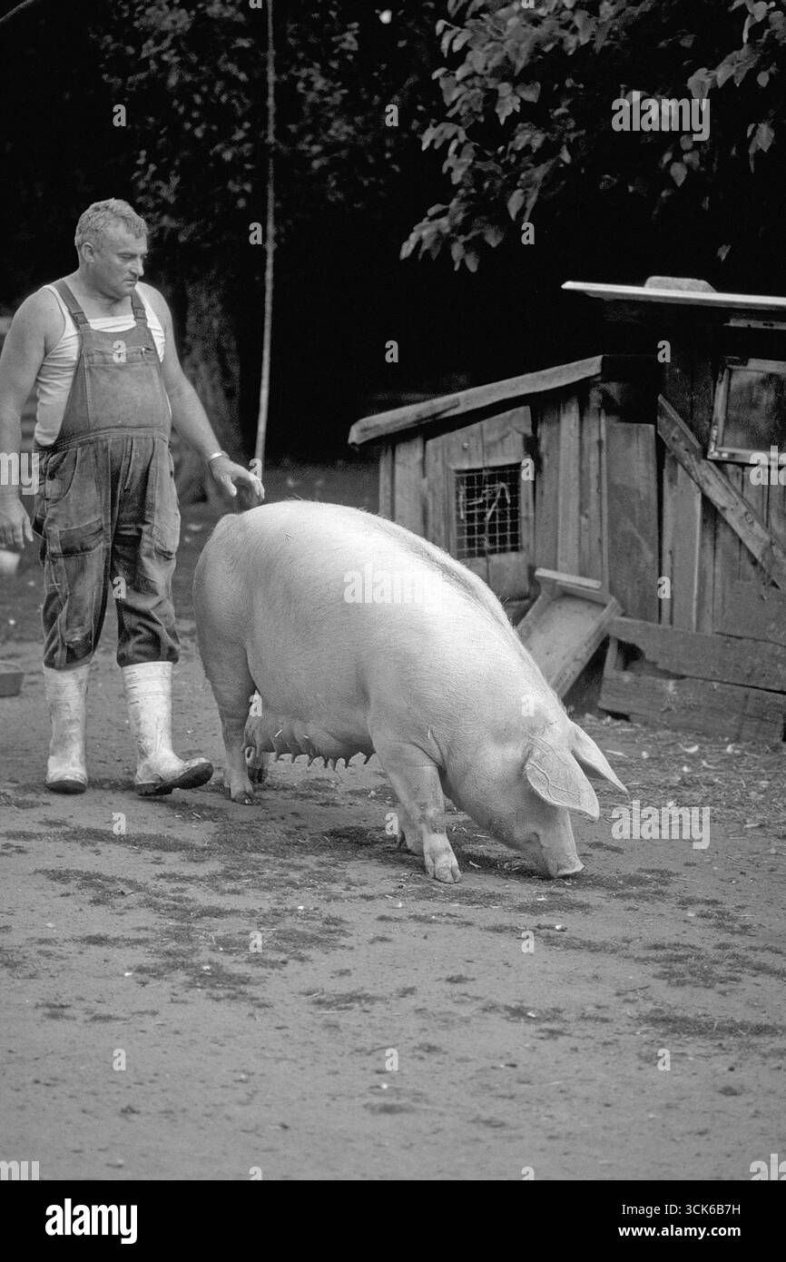 Agriculteur menant une truie à la ferme, noir et blanc, Bavière, Allemagne Banque D'Images