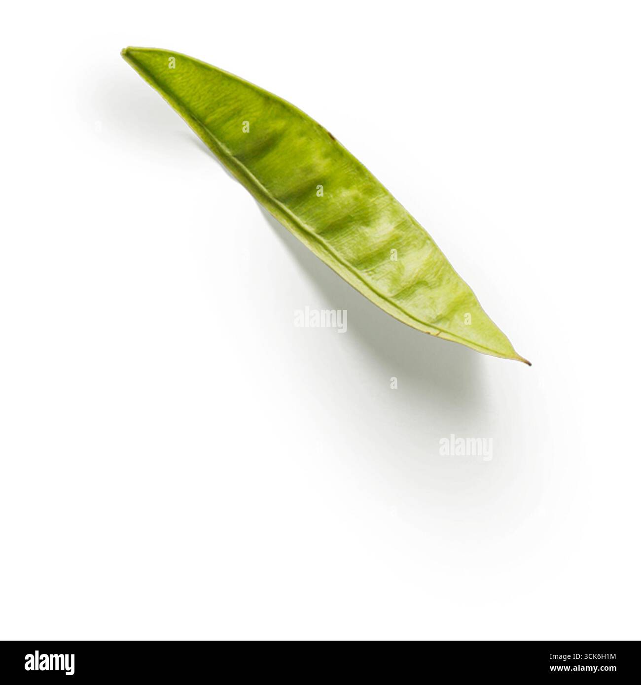 Une seule feuille verte reposant sur un fond blanc, soulignant la beauté naturelle et la simplicité. Banque D'Images