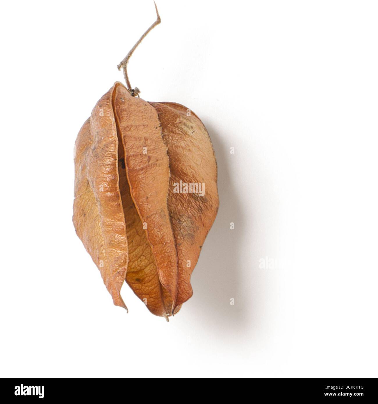 Une gousse de graines séchées, présentant une texture naturelle et terreuse et des tons chauds. Banque D'Images