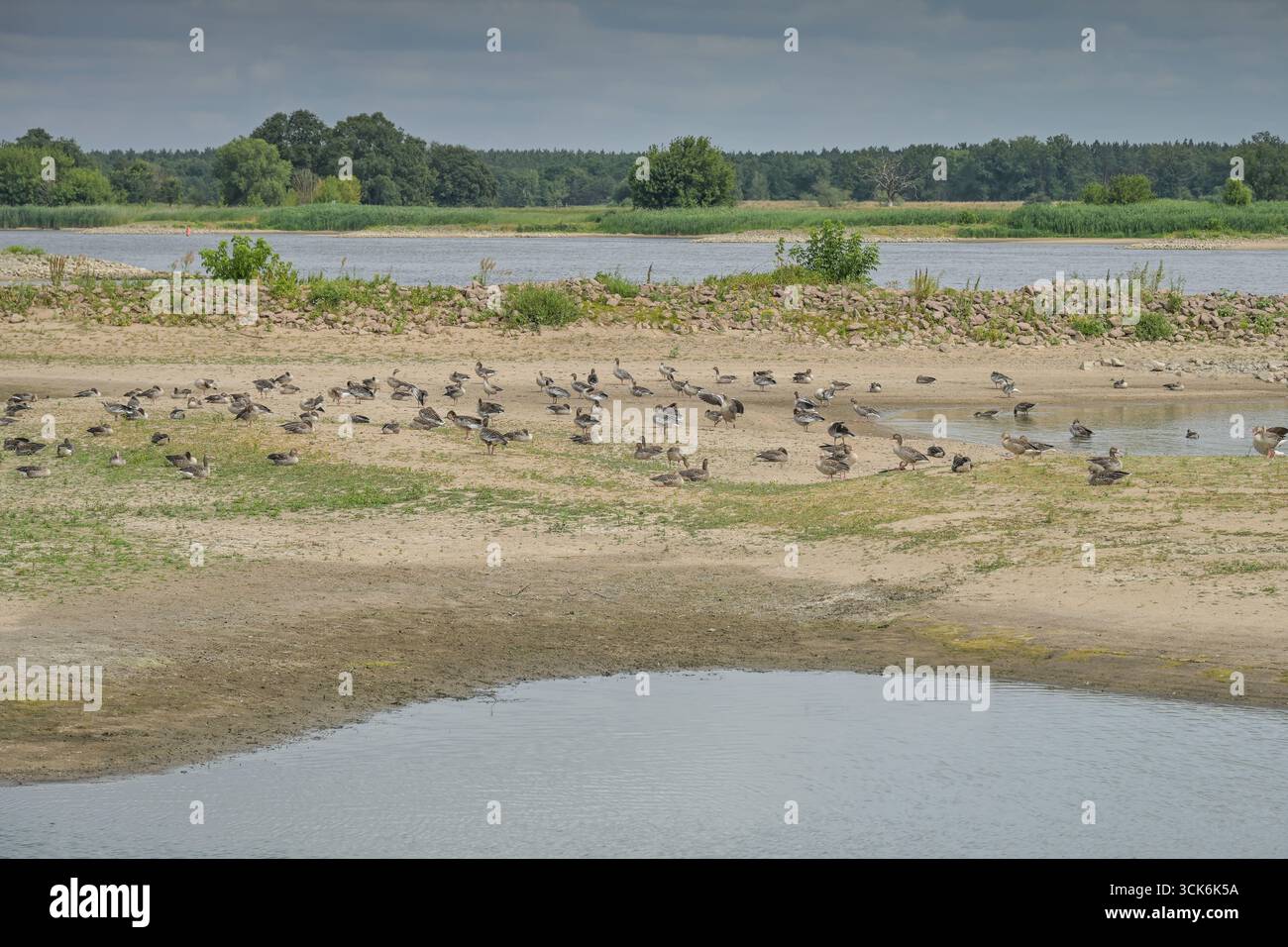 Ufer der Elbe BEI Werben, Vögel, Biotop, Elbniederung, Saxe-Anhalt, Deutschland Banque D'Images