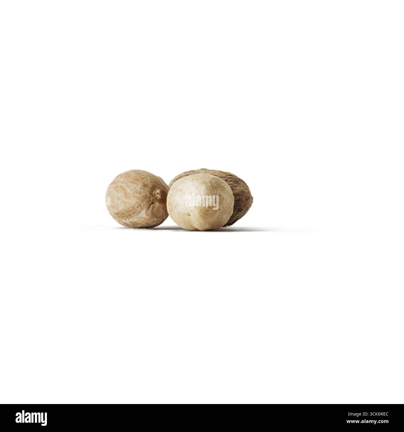 Trois petits objets beiges ronds ressemblant à des noix ou des graines placés étroitement ensemble. Banque D'Images