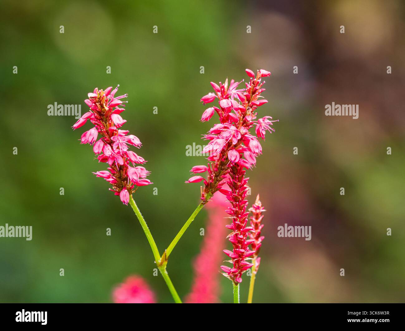 Fleurs roses le long des épis épineux de la persane rustique Persicaria amplexicaulis 'Taurus' Banque D'Images