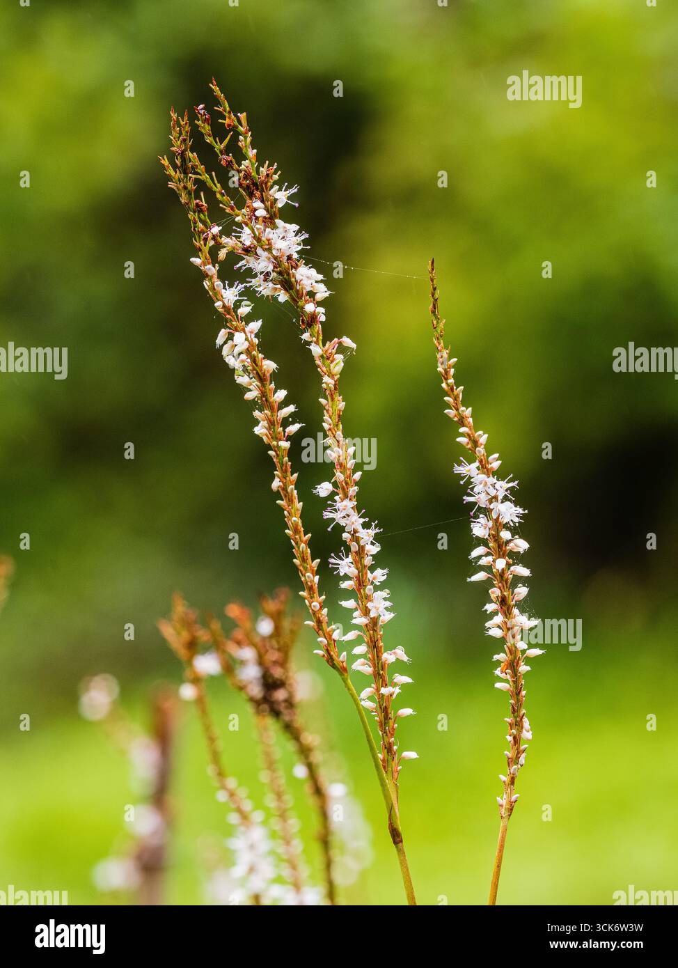 Fleurs blanches le long des épis de la vivacité rustique Persicaria amplexicaulis 'Alba' Banque D'Images