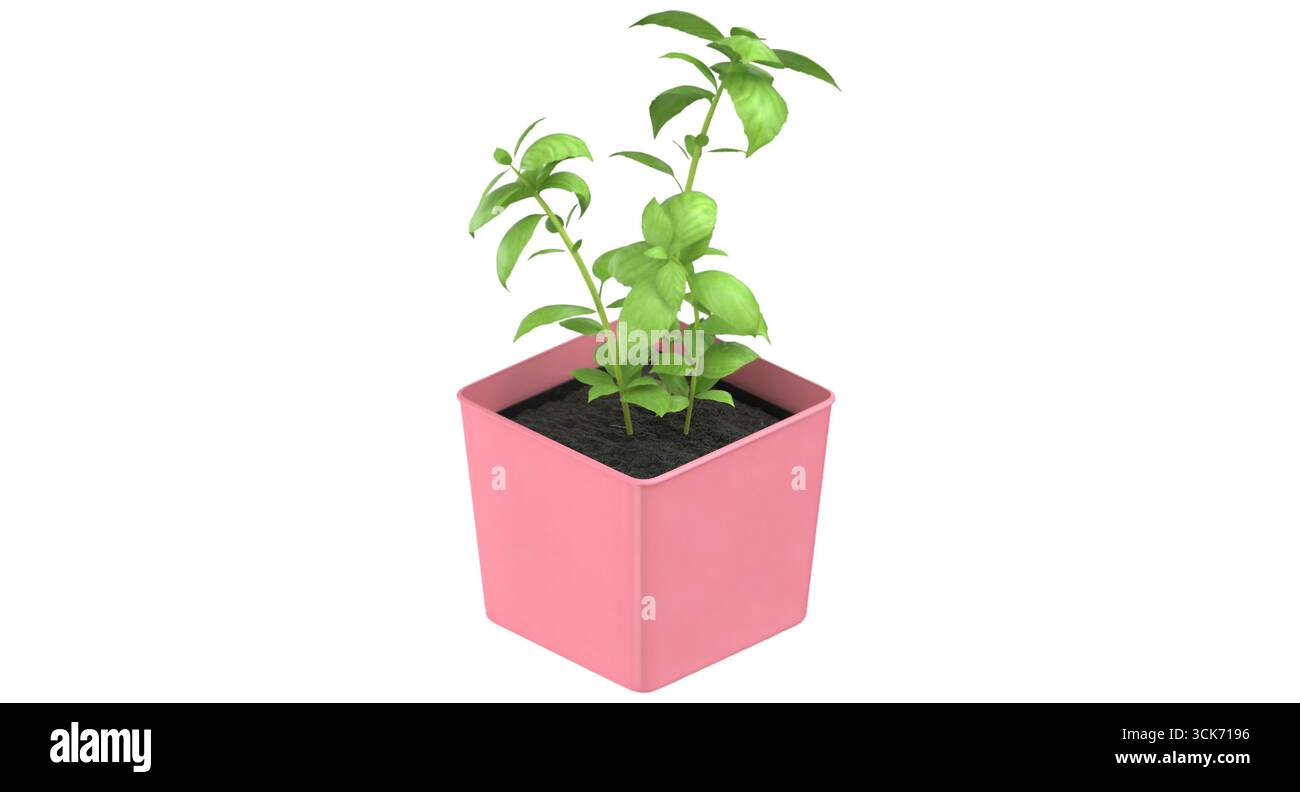 Une petite plante verte poussant dans un pot rose rempli de terre, représentant le jardinage intérieur et le soin des plantes. Banque D'Images