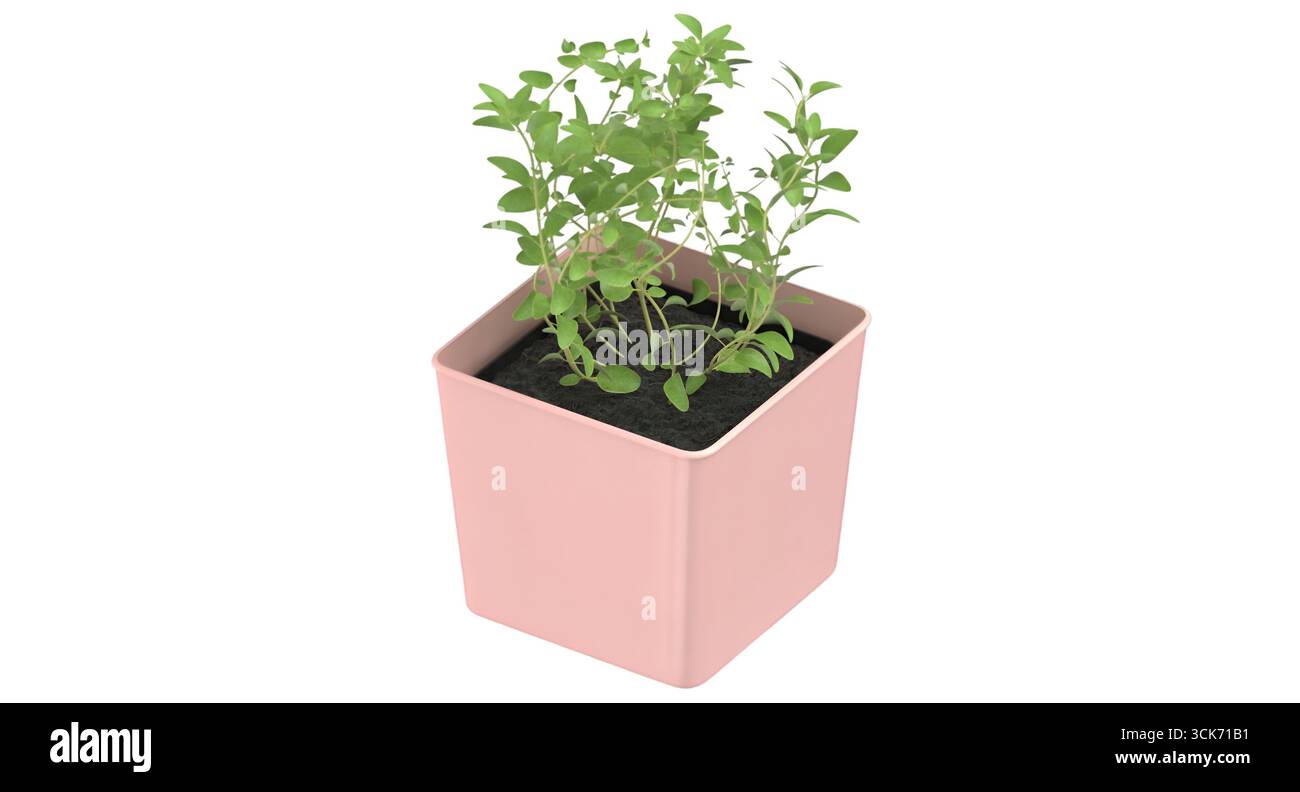 Un petit pot rose contenant de jeunes plantes vertes, mettant en valeur le jardinage intérieur et le soin des plantes. Banque D'Images