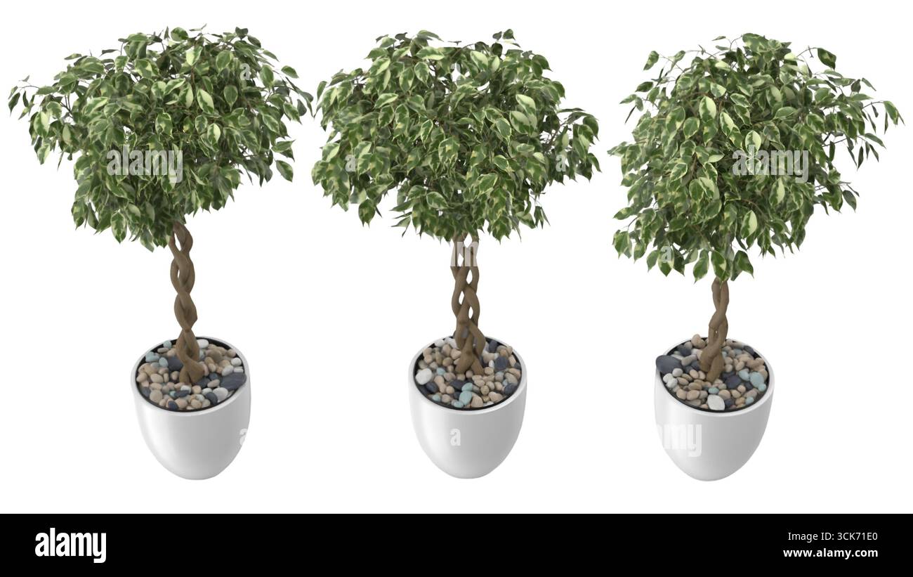 Trois plantes décoratives en pot avec feuillage feuillu, conçues pour l'esthétique intérieure ou extérieure. Banque D'Images