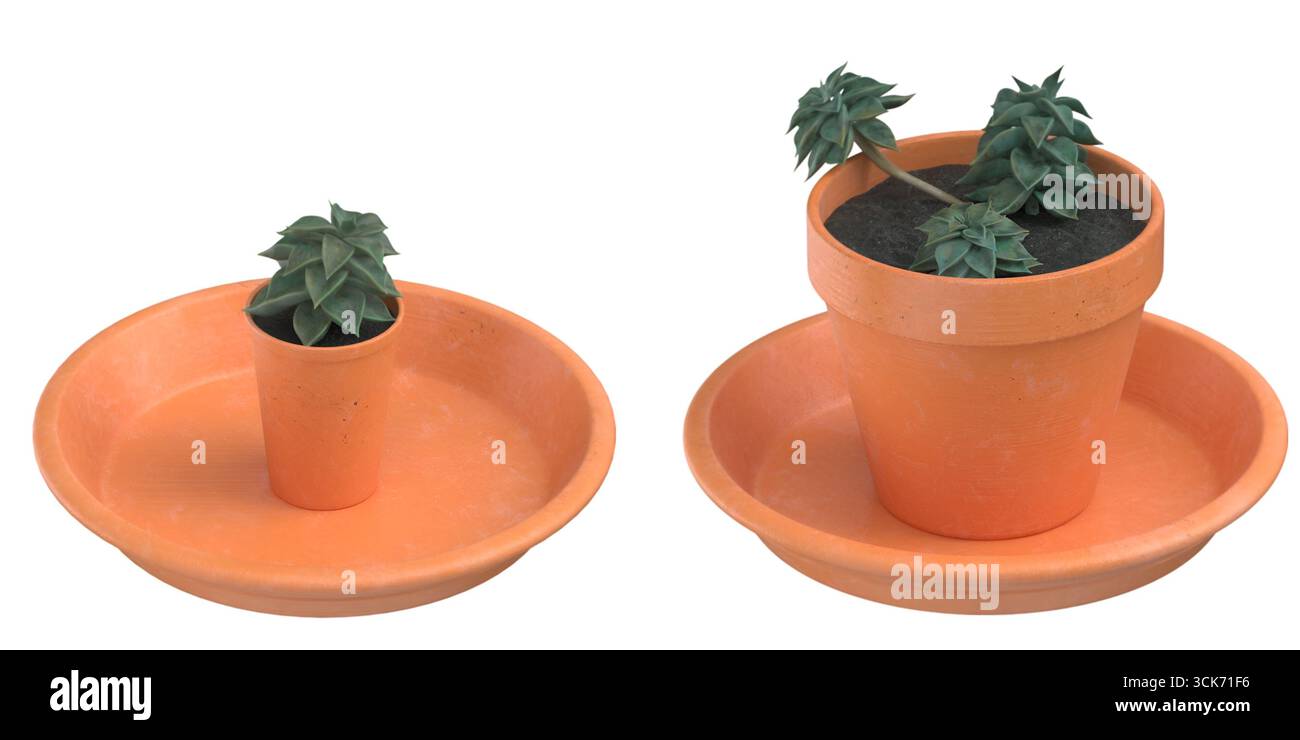 Deux pots en terre cuite avec des succulentes, une petite et une grande, placés sur des soucoupes assorties, mettant en valeur le soin des plantes et la décoration. Banque D'Images