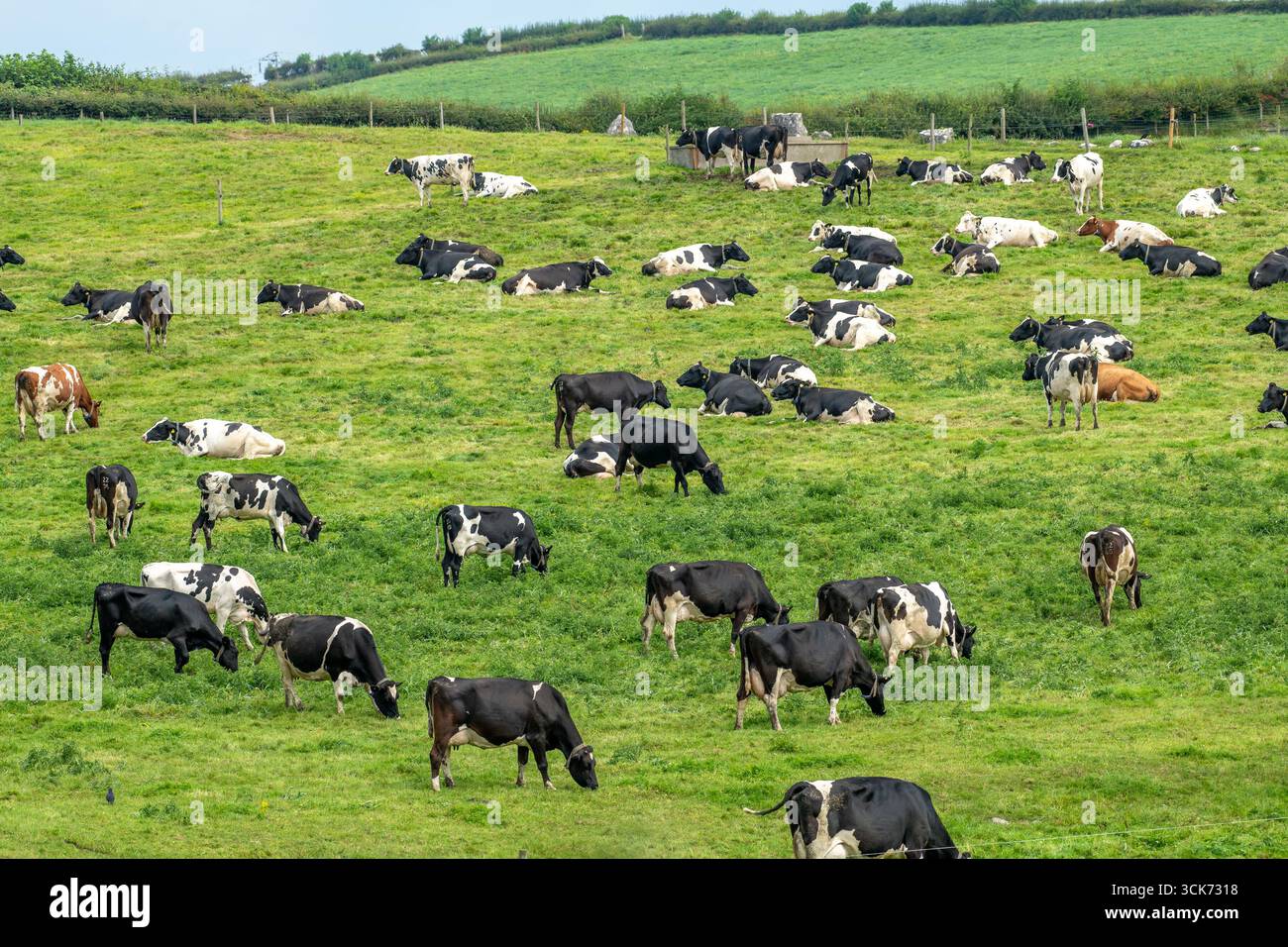 Vaches laitières qui paissent près de Carnforth, Lancashire, Royaume-Uni Banque D'Images