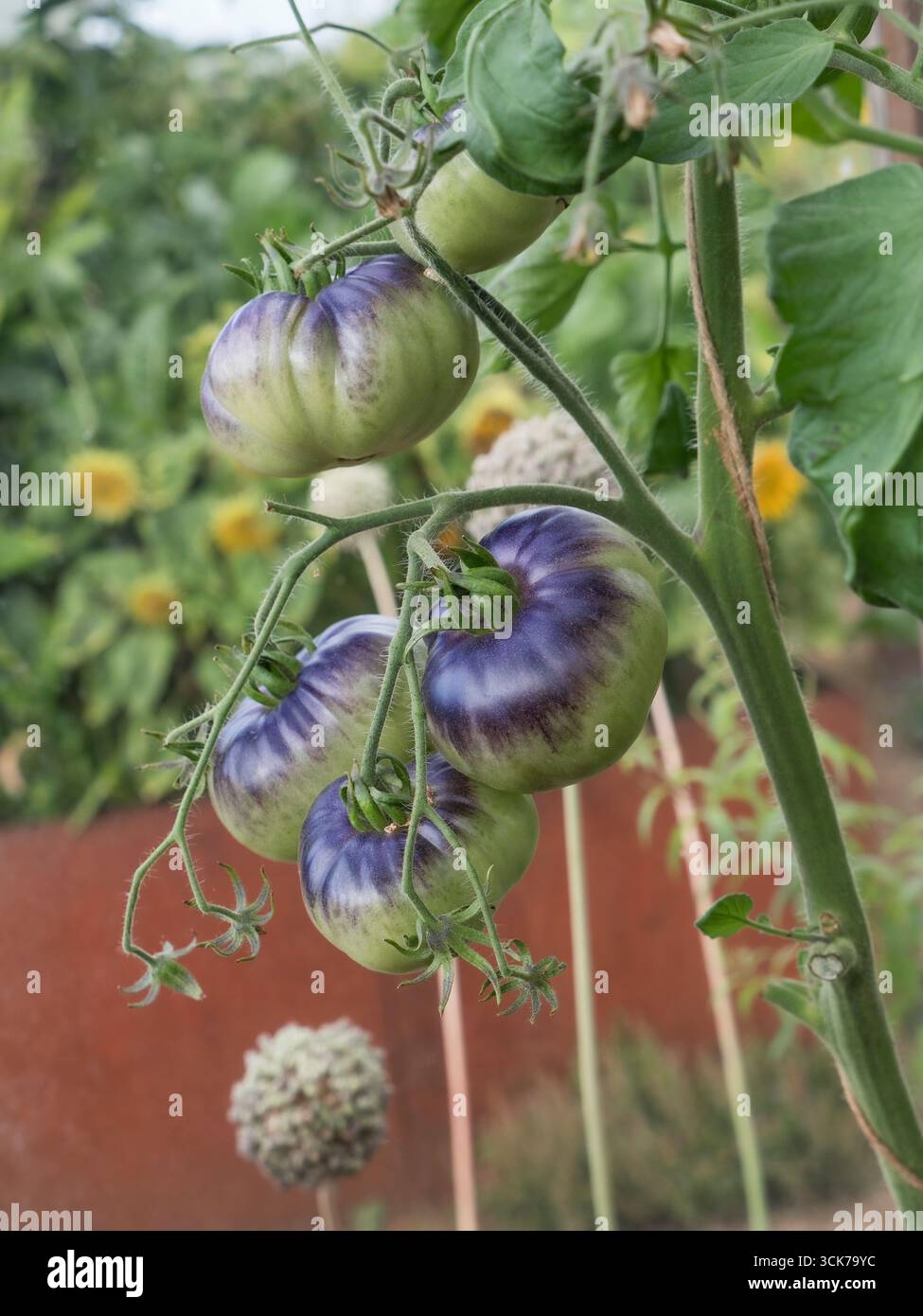TOMATES DE BEAUTÉ BLEUE grappe de tomates bleues / violettes luxuriantes, également connues sous le nom de tomates bleues, mûrissant sur la vigne en serre d'allotissement Banque D'Images