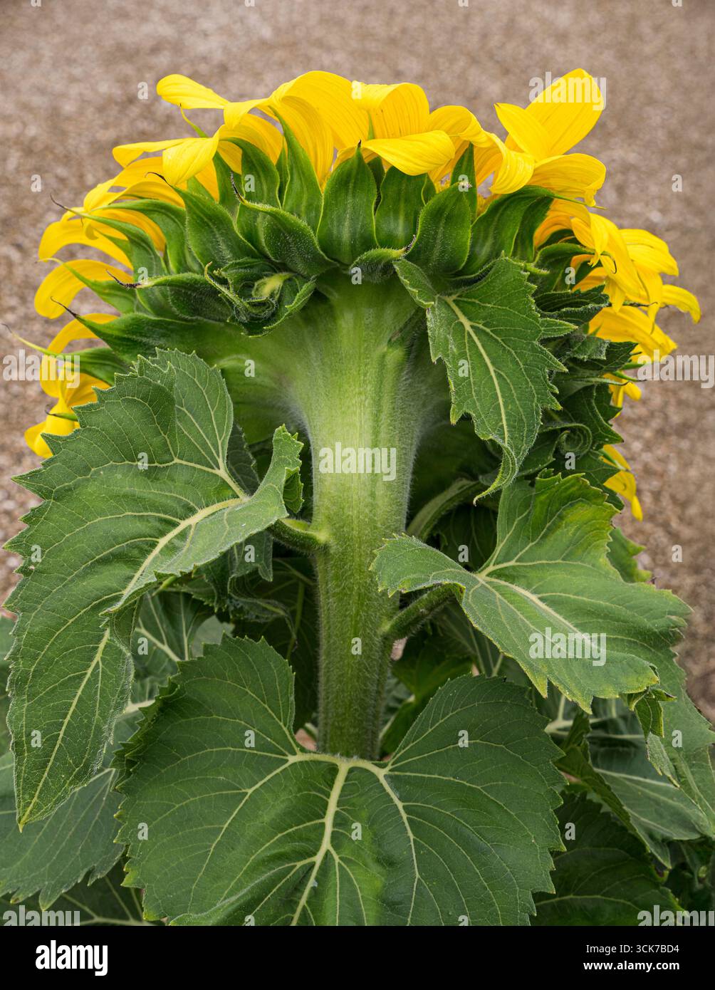 VUE ARRIÈRE DE LA TÊTE DE TOURNESOL un tournesol, une grande plante annuelle connue pour ses fleurs jaune vif et la façon dont sa tête suit le soleil. Nom botanique : Helianthus annuus, communément appelé tournesol commun. Les tournesols sont cultivés pour leur valeur ornementale, comme source de nourriture pour les oiseaux et les humains (graines de tournesol), et pour leur huile. Banque D'Images