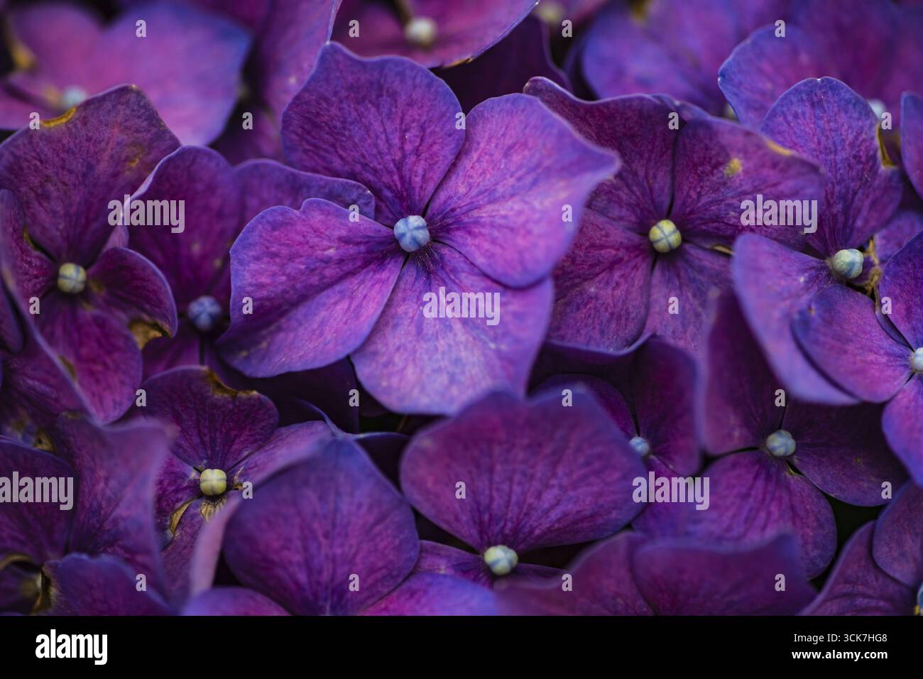 Fleur de plante d'hortensia pourpre dans le jardin tropical d'été Banque D'Images Fleur de plante d'hortensia pourpre dans le jardin tropical d'été Banque D'Images