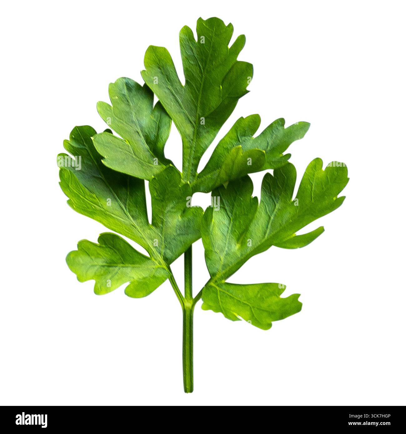 Une feuille de persil vert frais, couramment utilisée comme herbe culinaire pour la saveur et la garniture. Banque D'Images