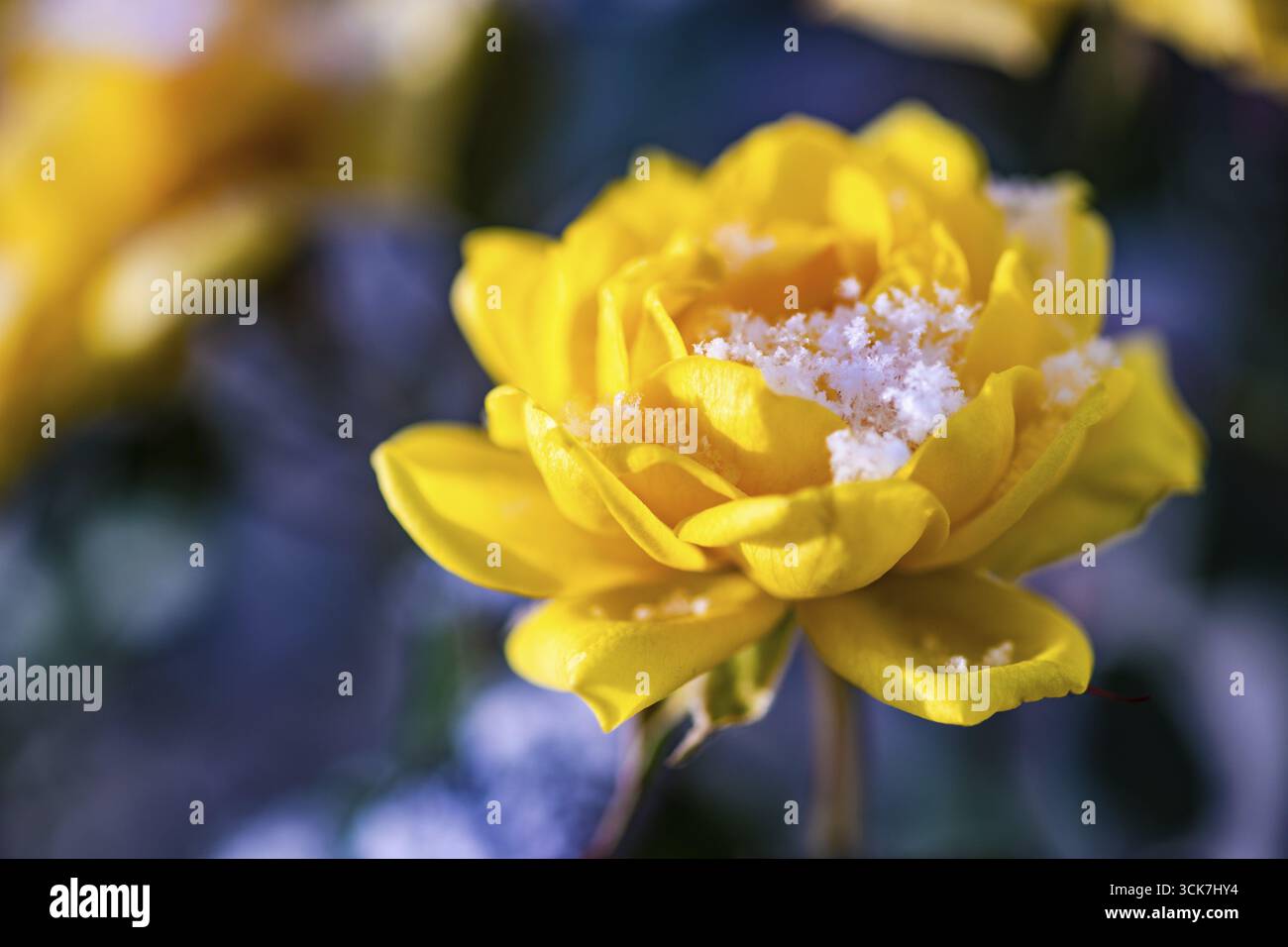 Rose jaune en fleurs dans le jardin en temps de neige Banque D'Images