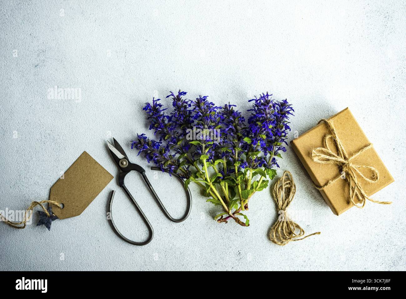 Sauge bleu vif ou fleurs de salvia sur fond de béton Banque D'Images